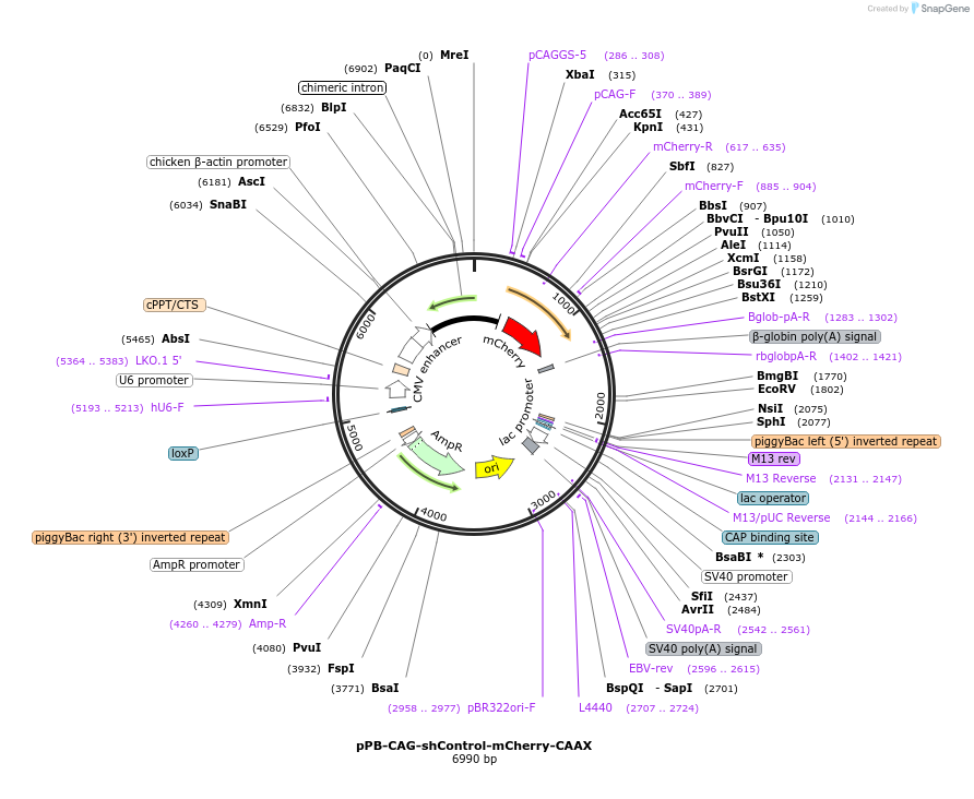 227689-plasmid-map-sequence-id-456860