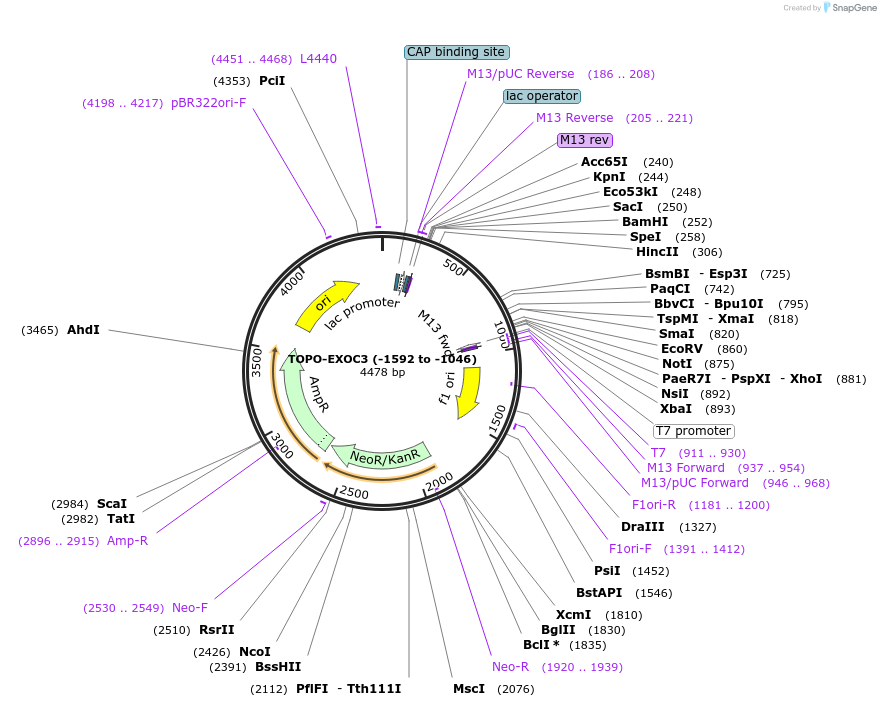 226444-plasmid-map-sequence-id-456861