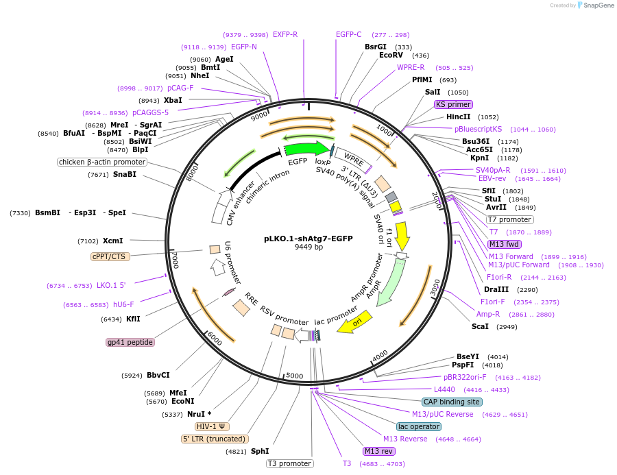 227684-plasmid-map-sequence-id-456862