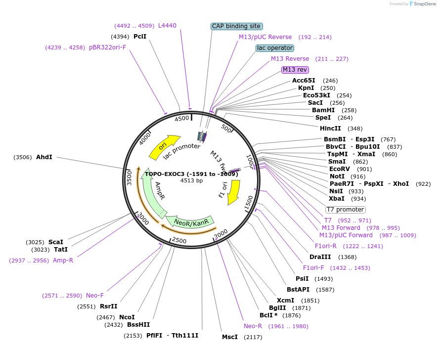 226443-plasmid-map-sequence-id-456864