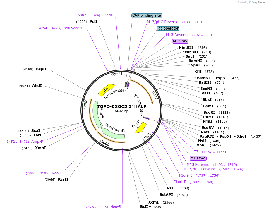 226439-plasmid-map-sequence-id-456865