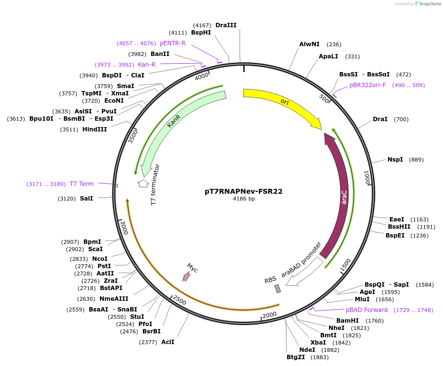 216338-plasmid-map-sequence-id-456869