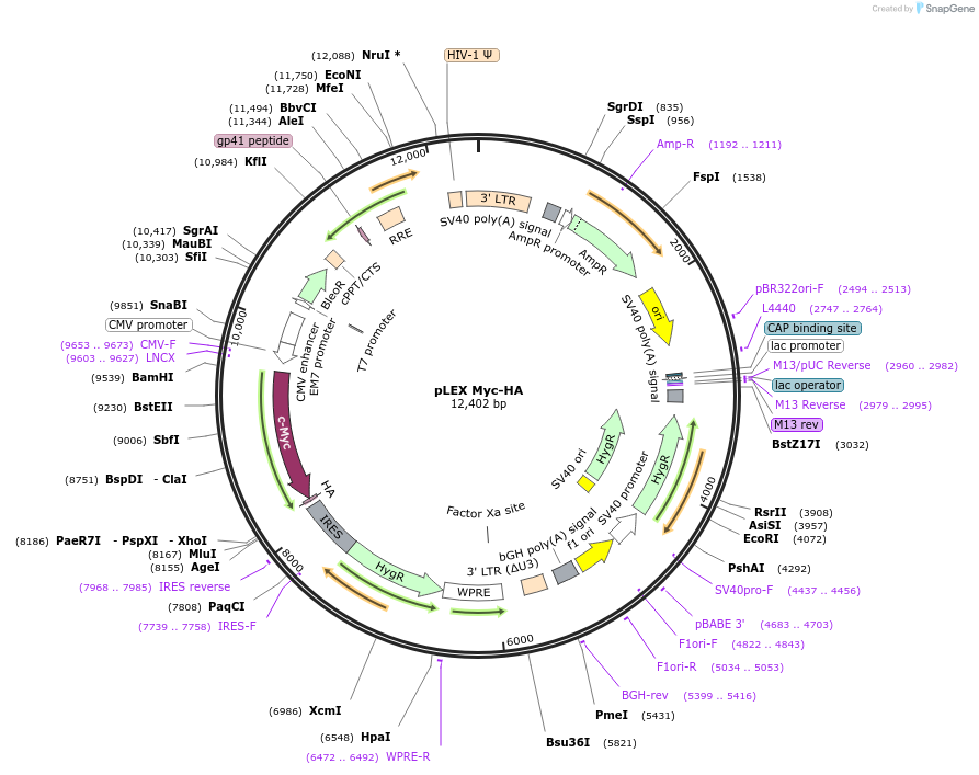 229499-plasmid-map-sequence-id-456887