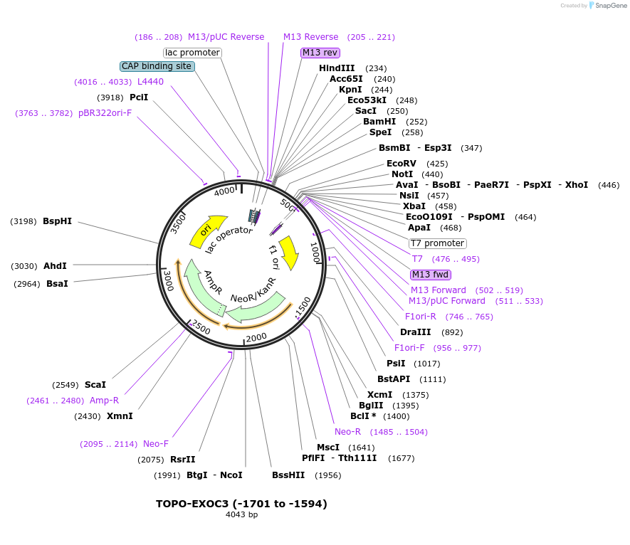 226442-plasmid-map-sequence-id-456917