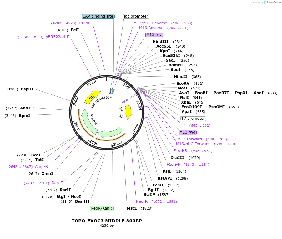 226440-plasmid-map-sequence-id-456918
