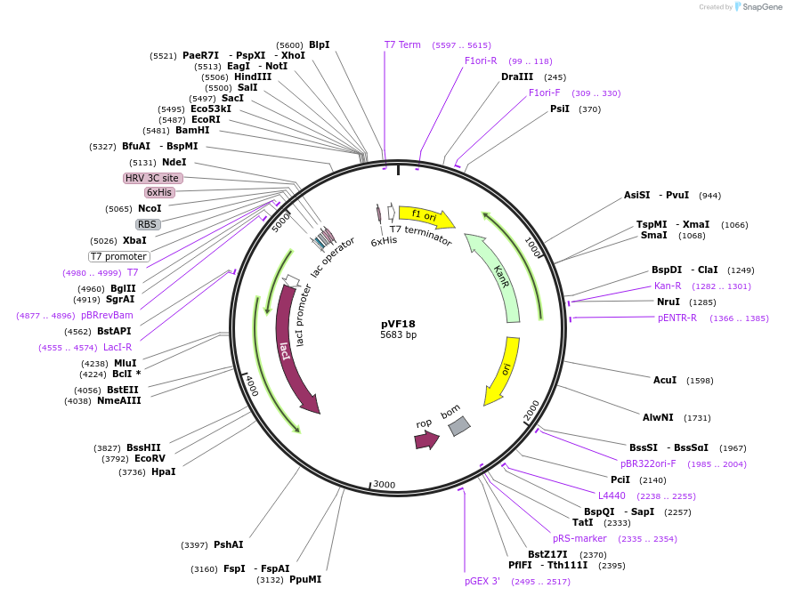 229456-plasmid-map-sequence-id-456921