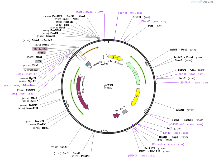 229457-plasmid-map-sequence-id-456922