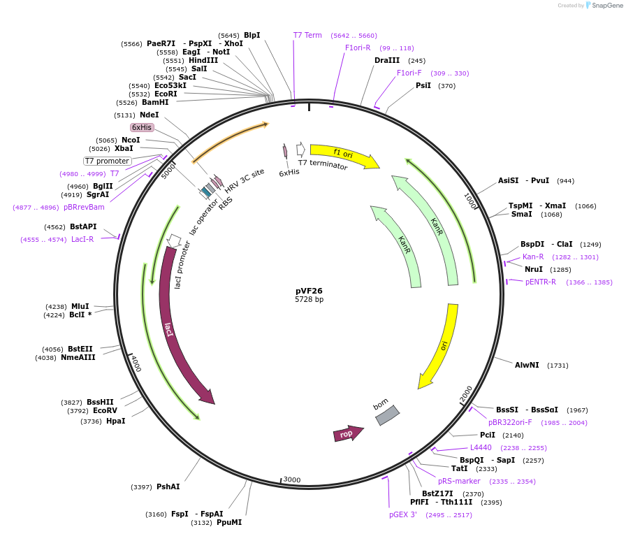 229458-plasmid-map-sequence-id-456924