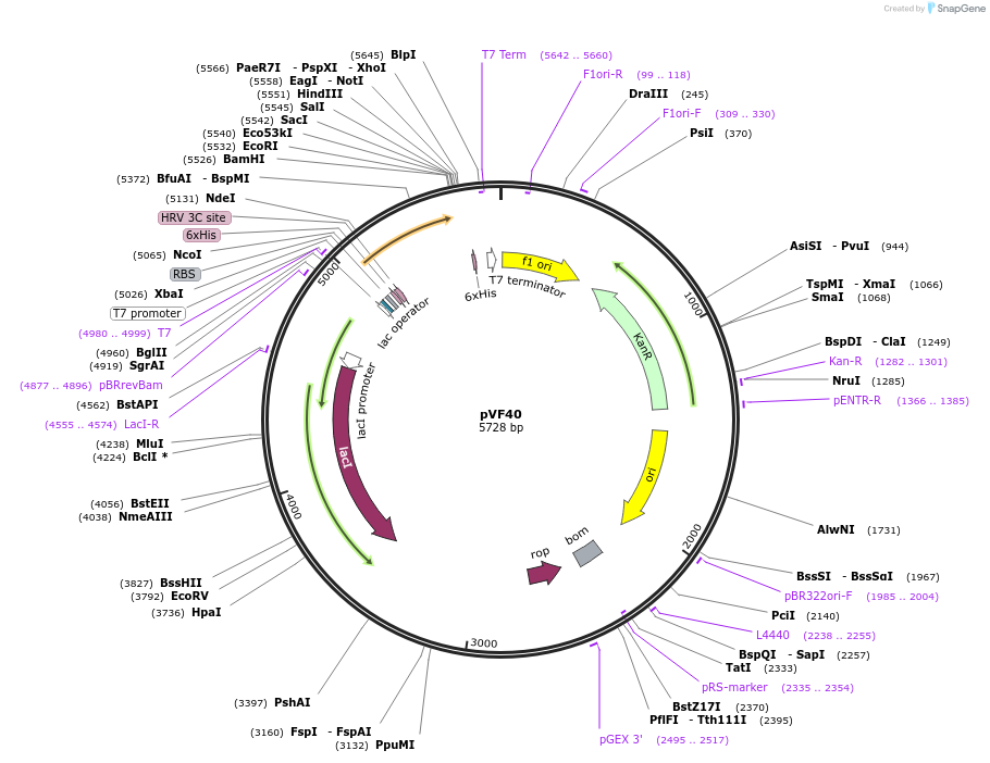 229459-plasmid-map-sequence-id-456929