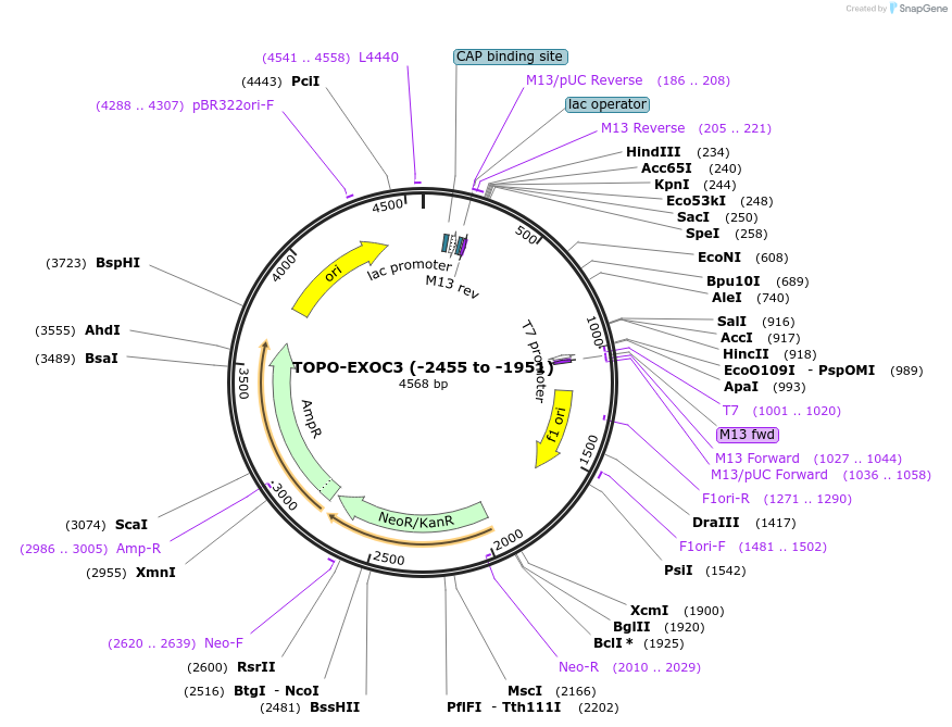 226441-plasmid-map-sequence-id-456933