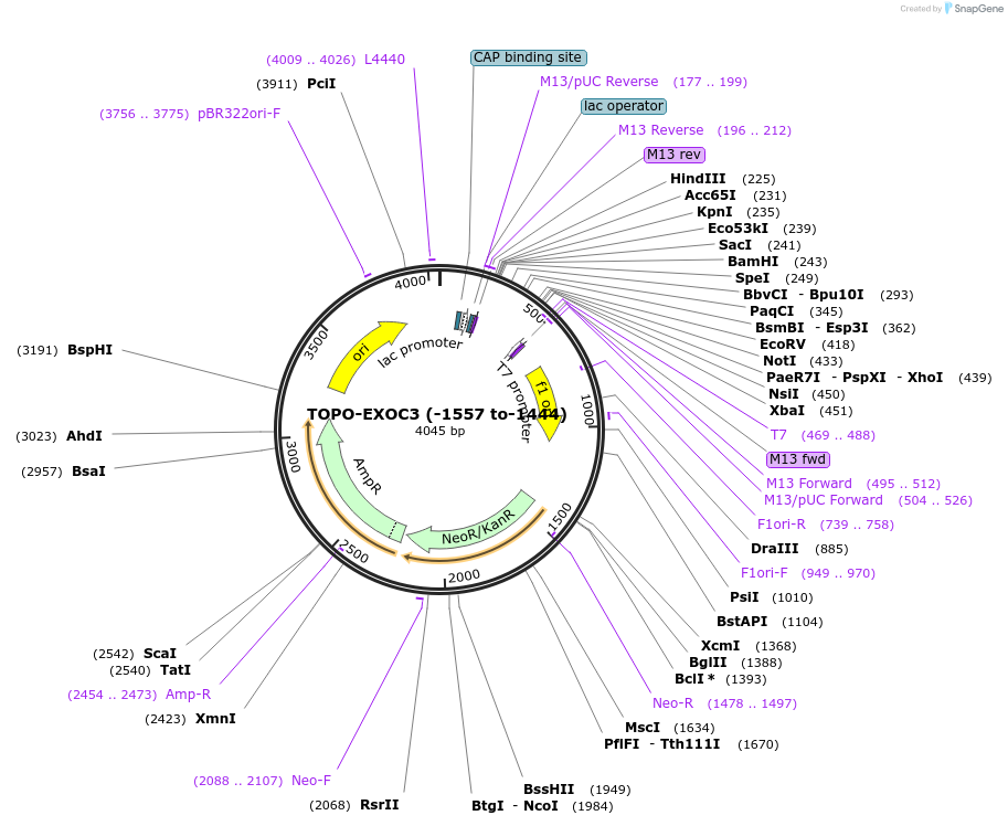 226447-plasmid-map-sequence-id-456934