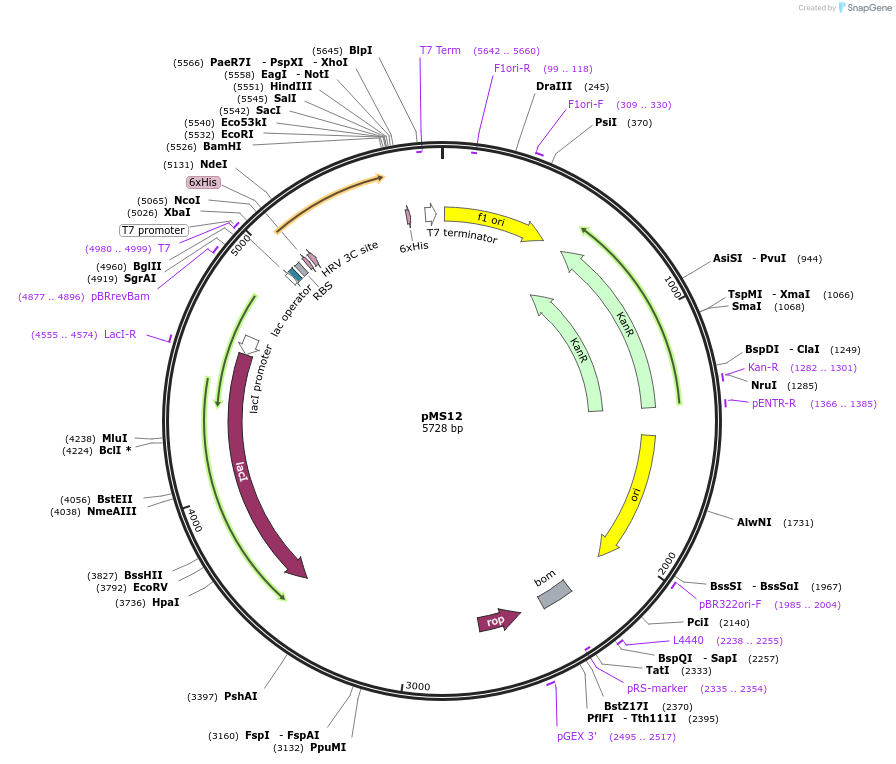229461-plasmid-map-sequence-id-456941