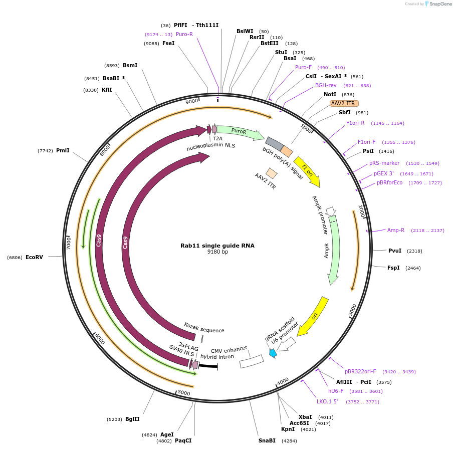 229683-plasmid-map-sequence-id-456963