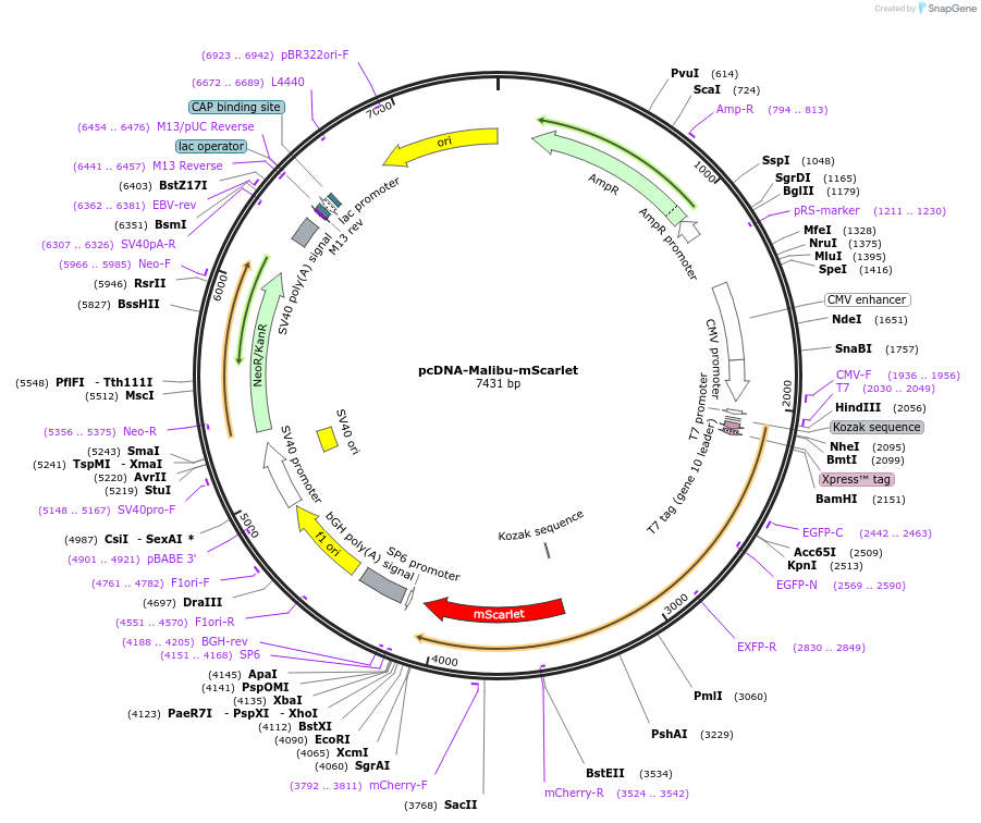 229554-plasmid-map-sequence-id-456968