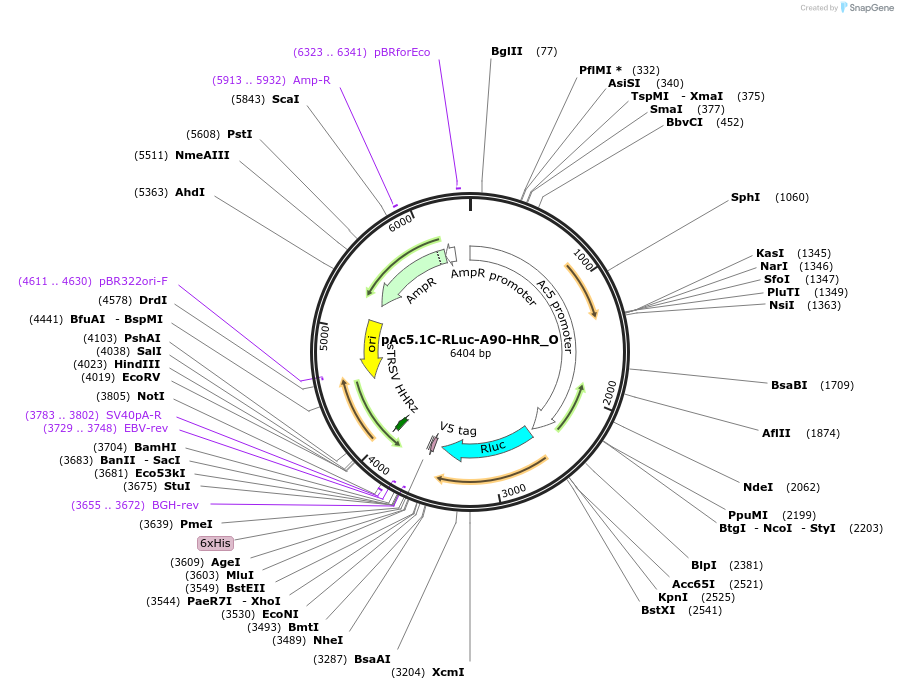 147073-plasmid-map-sequence-id-456973