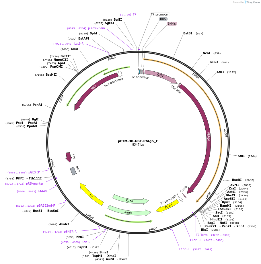 146265-plasmid-map-sequence-id-456974