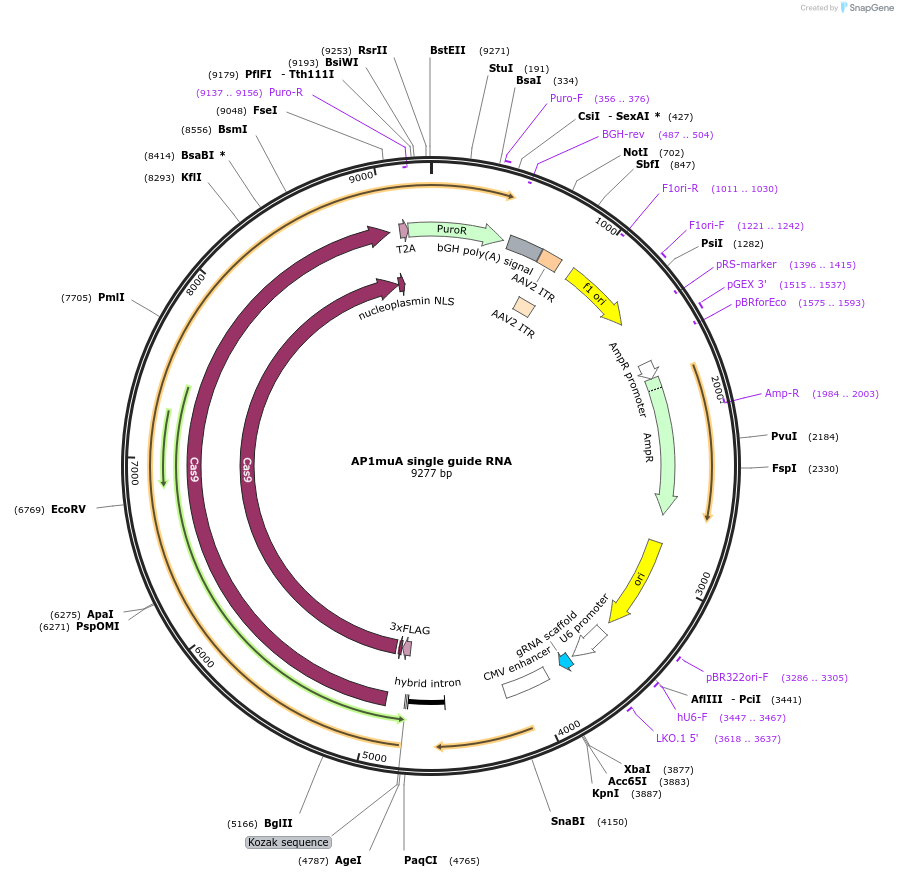 230030-plasmid-map-sequence-id-456980