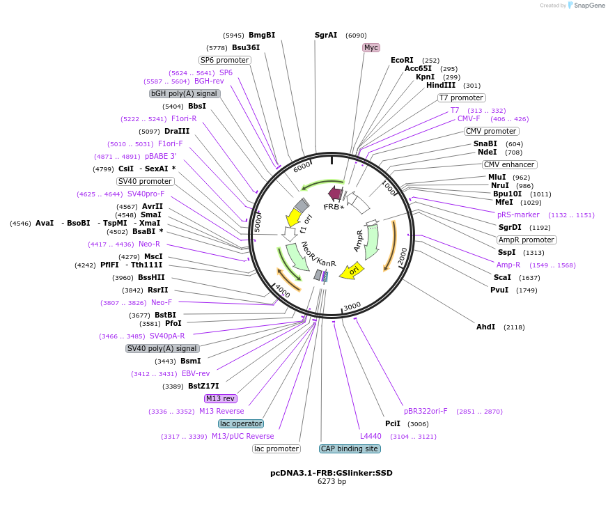228535-plasmid-map-sequence-id-456989