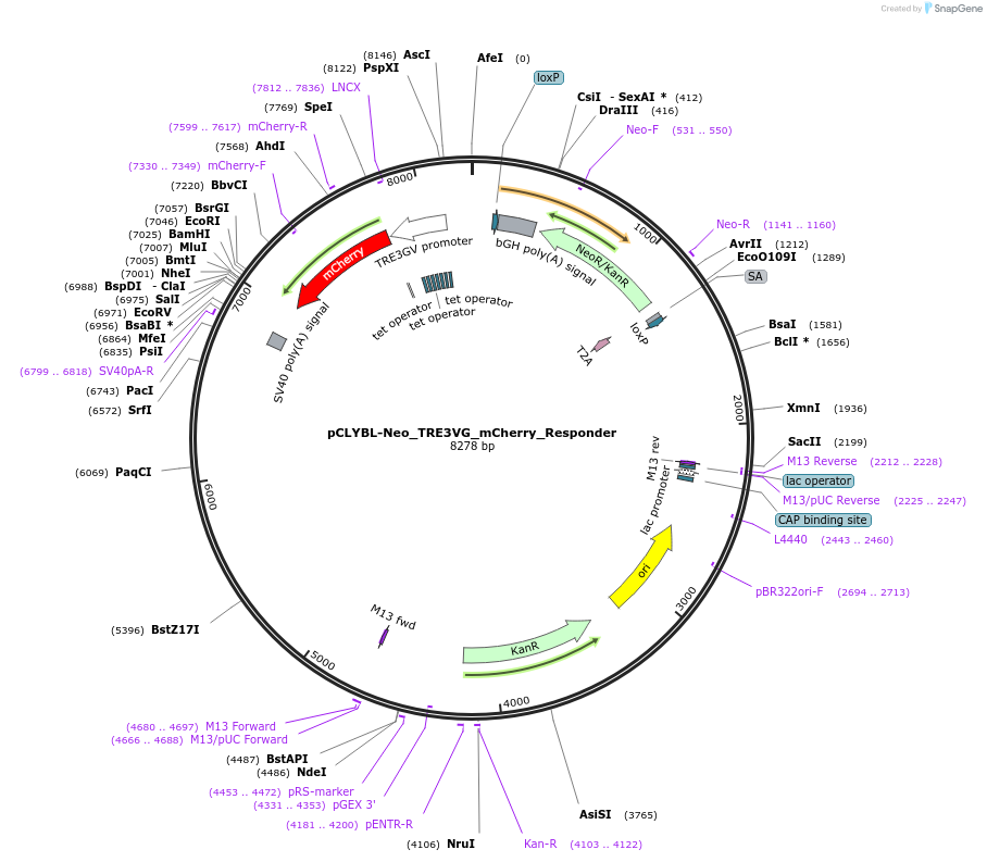 230054-plasmid-map-sequence-id-456998