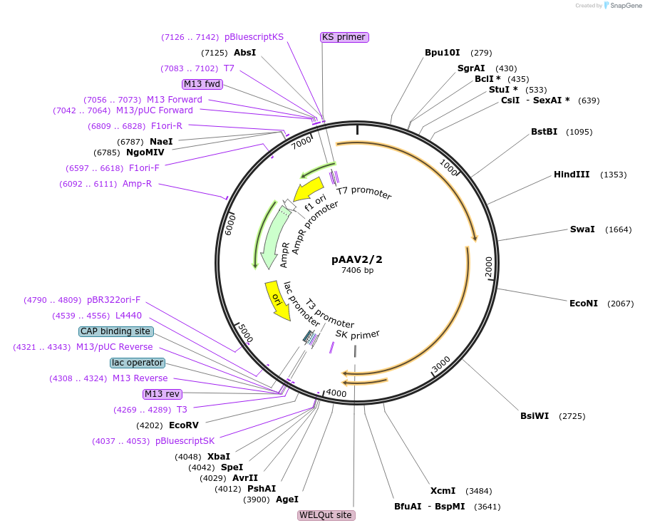 232199-plasmid-map-sequence-id-457007