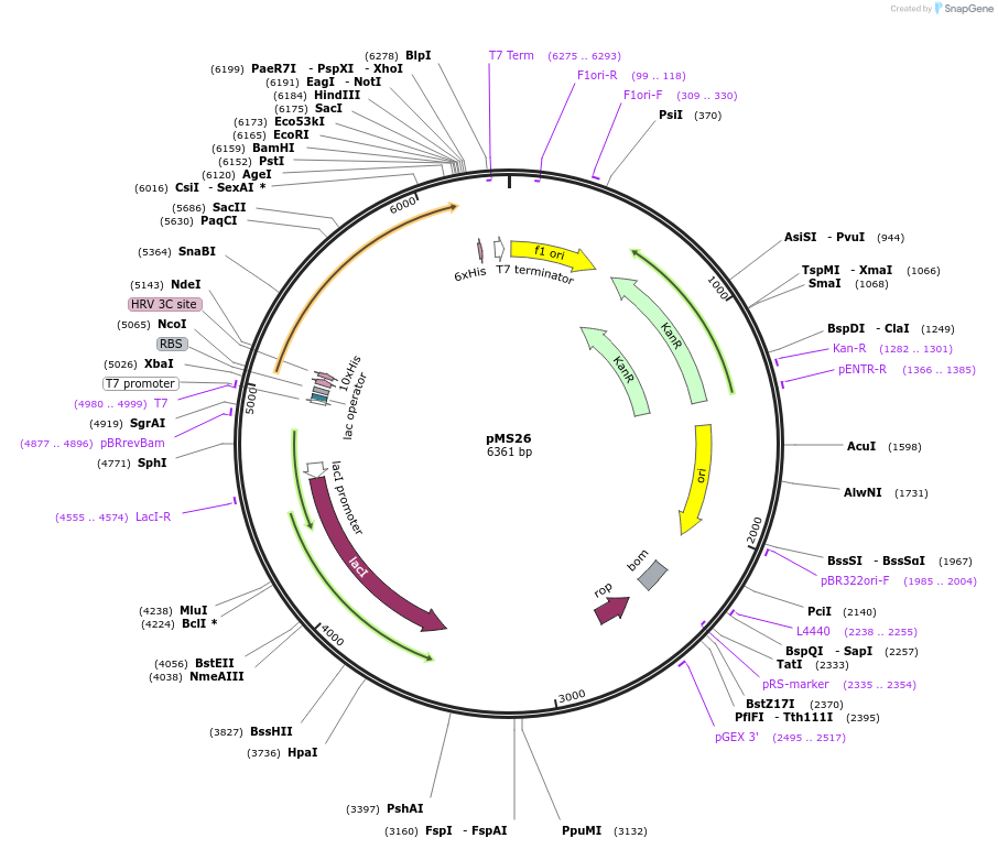 229471-plasmid-map-sequence-id-457014