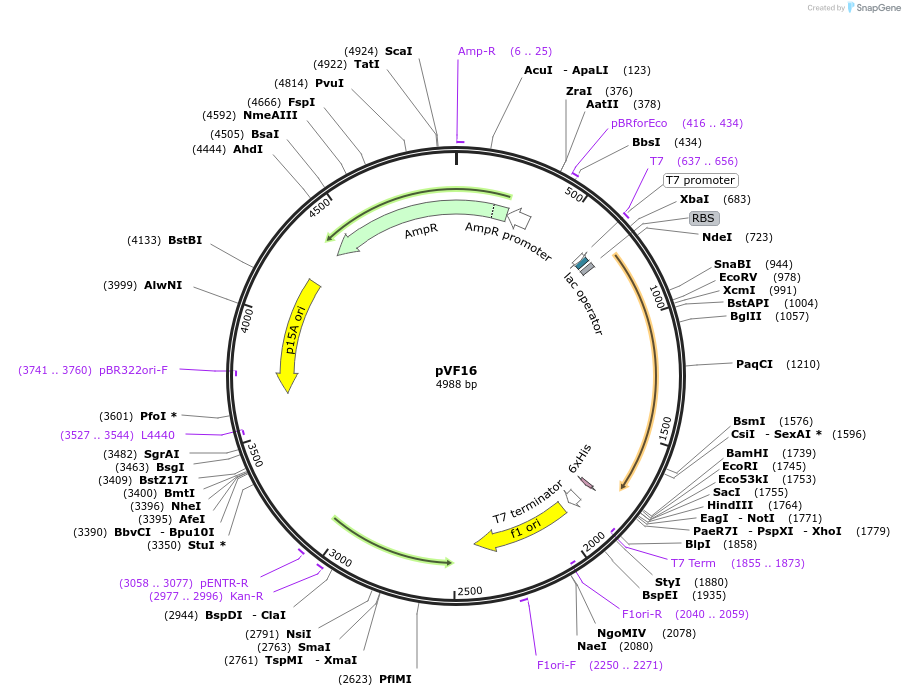 229465-plasmid-map-sequence-id-457021