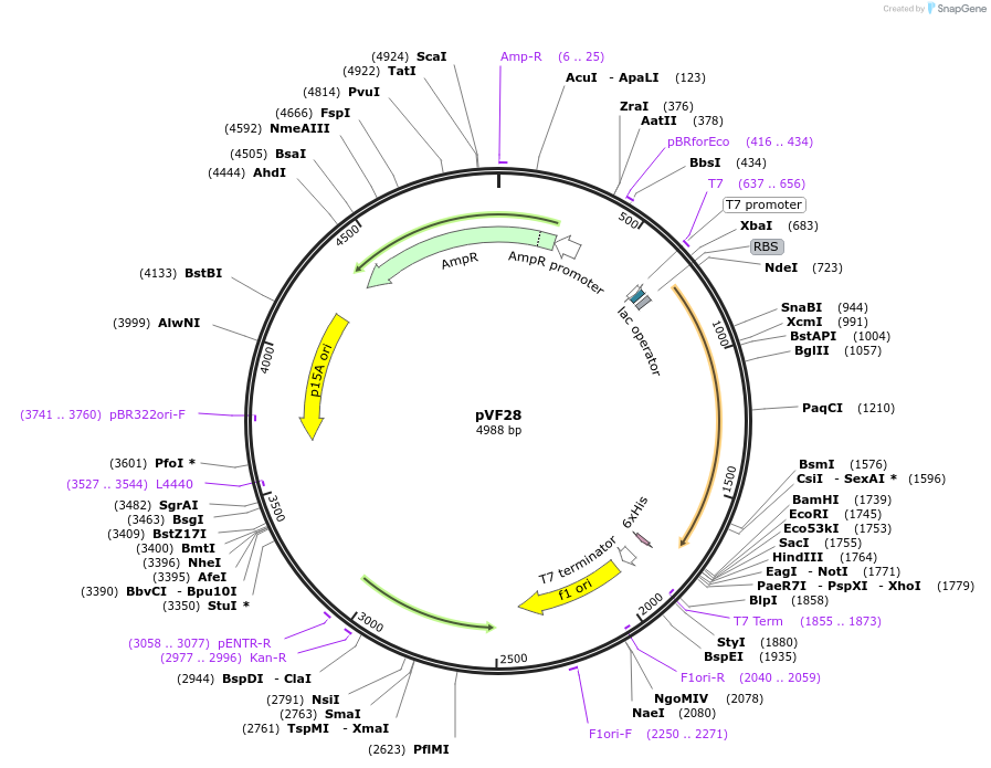 229469-plasmid-map-sequence-id-457024