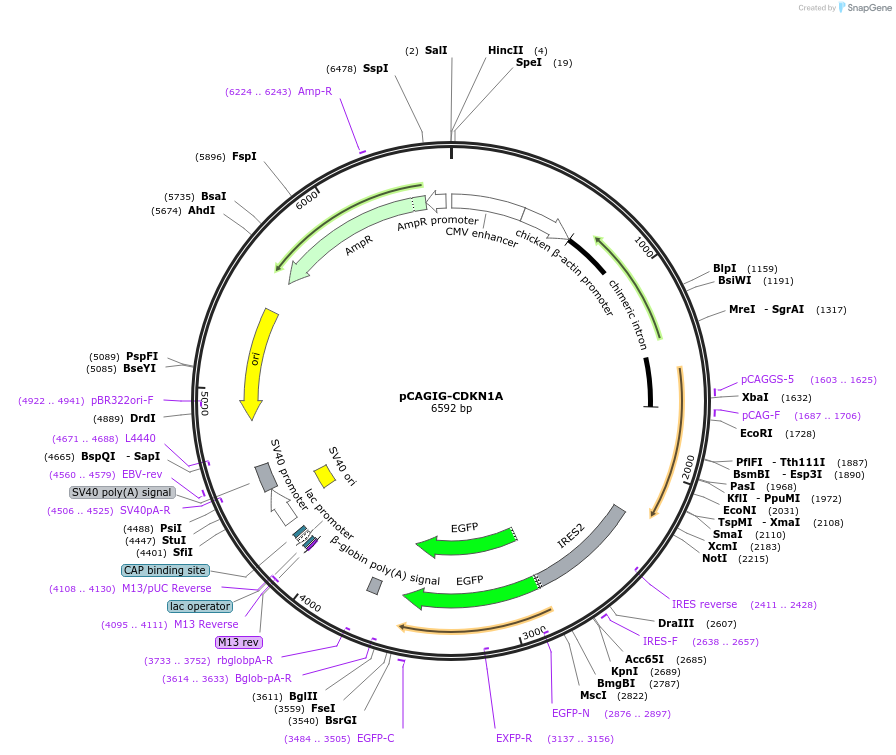 228912-plasmid-map-sequence-id-457035