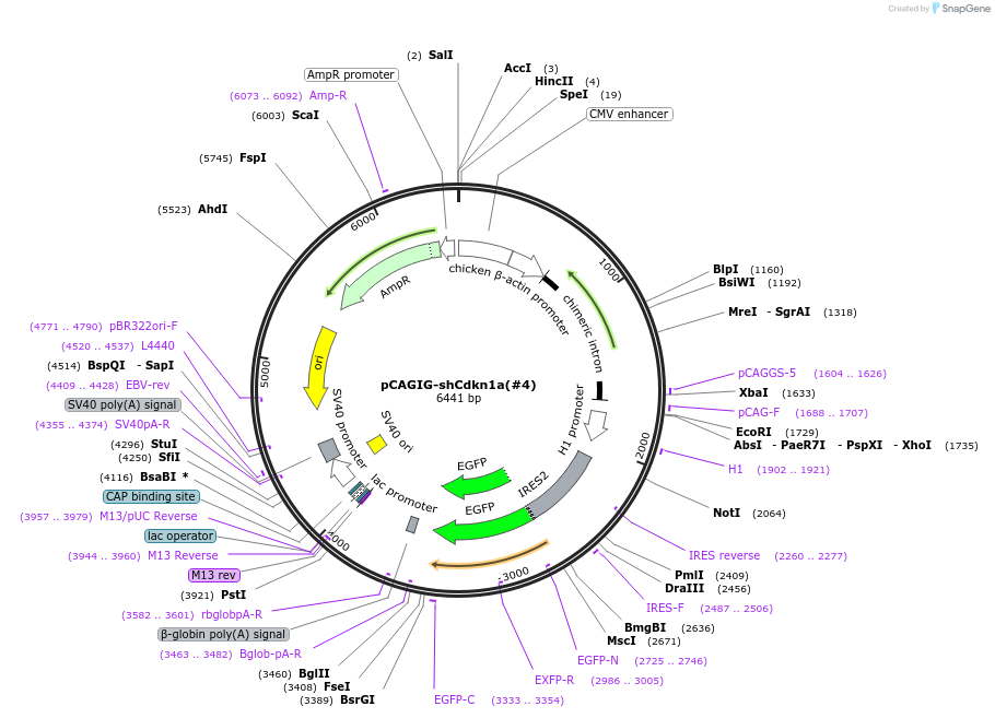 228913-plasmid-map-sequence-id-457036