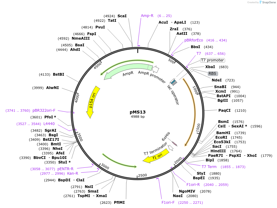 229474-plasmid-map-sequence-id-457044