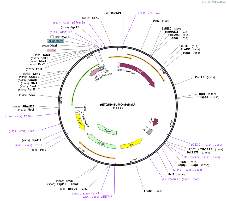 229218-plasmid-map-sequence-id-457045