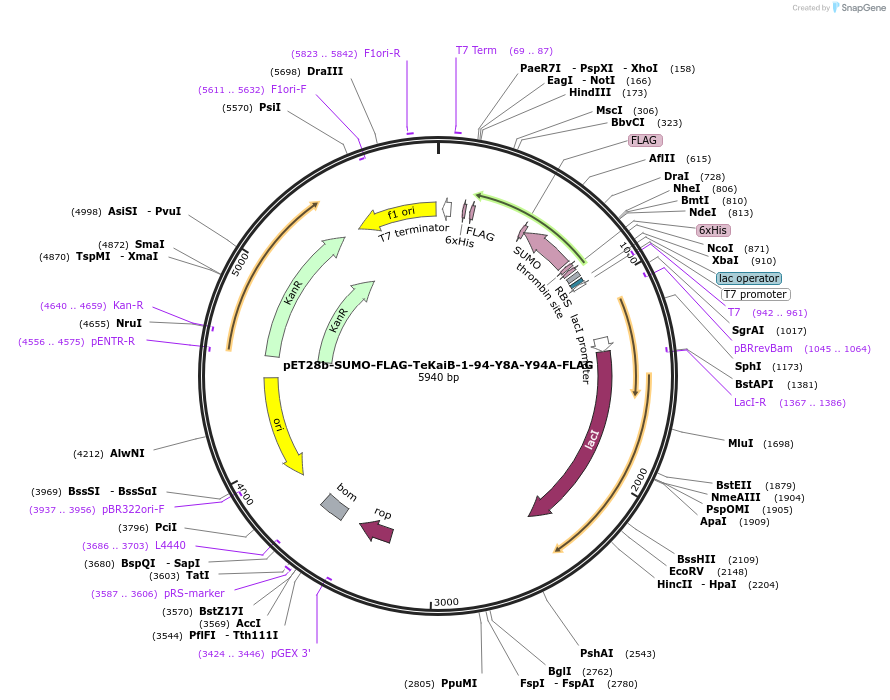 229223-plasmid-map-sequence-id-457046