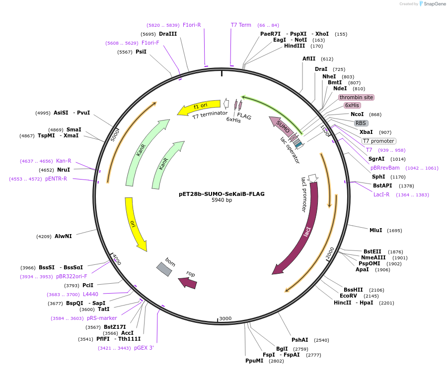 229219-plasmid-map-sequence-id-457047