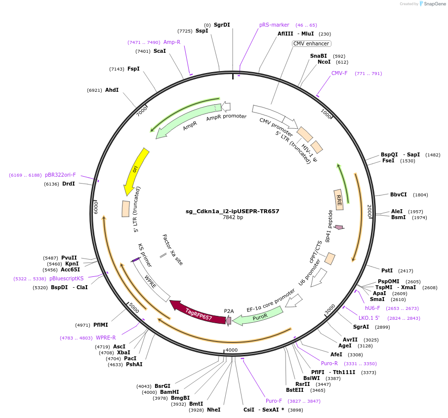 228954-plasmid-map-sequence-id-457049