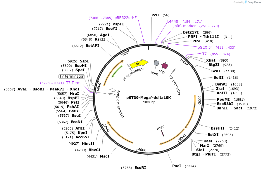 216957-plasmid-map-sequence-id-457050