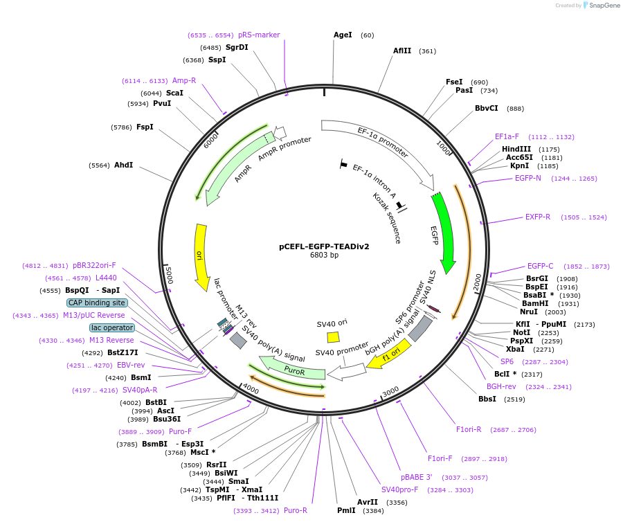 228872-plasmid-map-sequence-id-457051