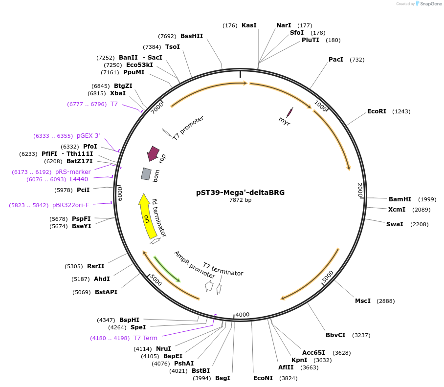 216945-plasmid-map-sequence-id-457058