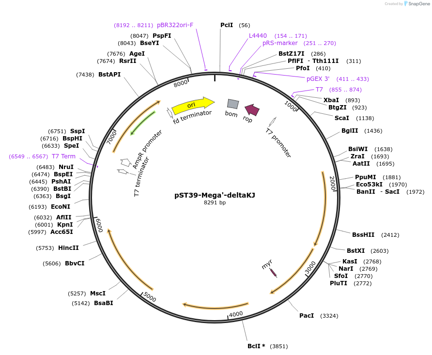 216939-plasmid-map-sequence-id-457062