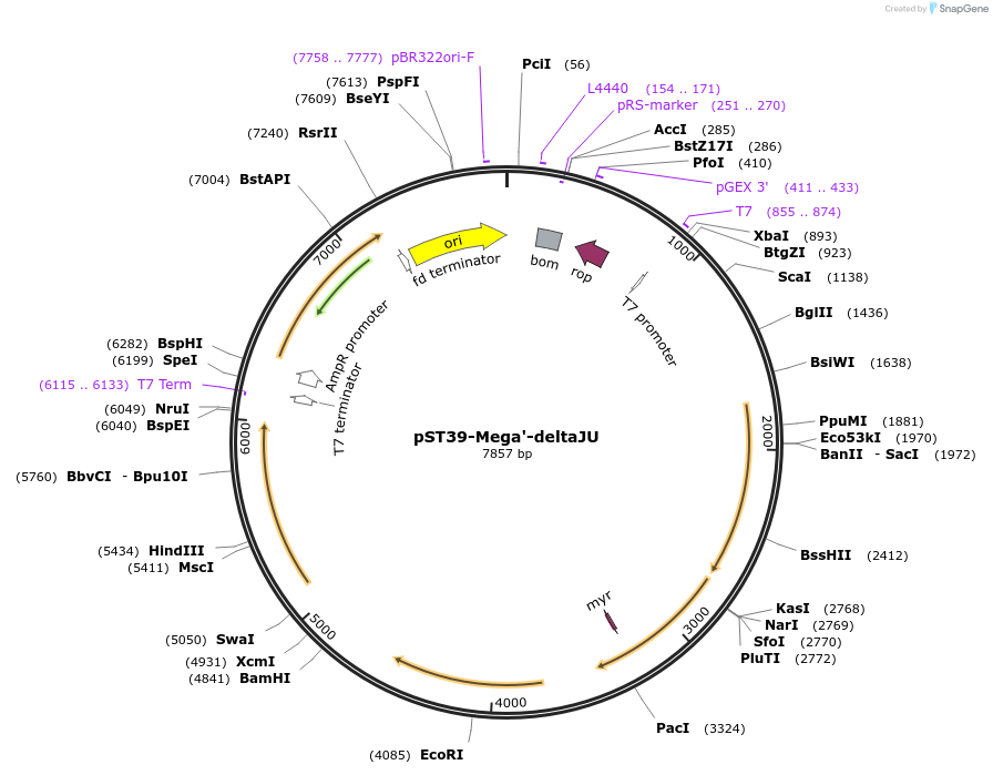 216943-plasmid-map-sequence-id-457064