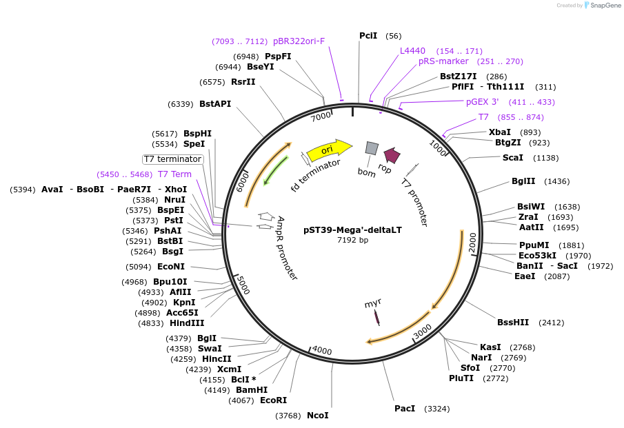 216933-plasmid-map-sequence-id-457065