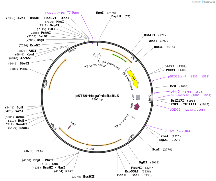 216955-plasmid-map-sequence-id-457066