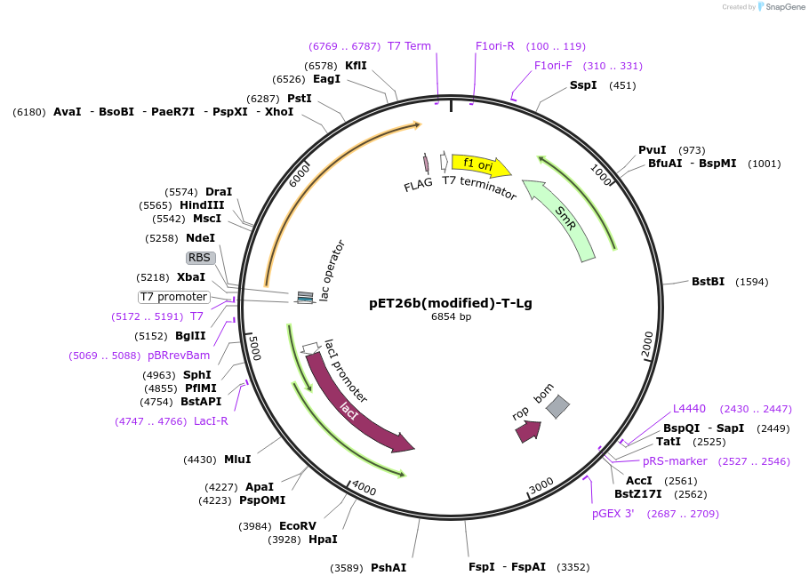 216977-plasmid-map-sequence-id-457069