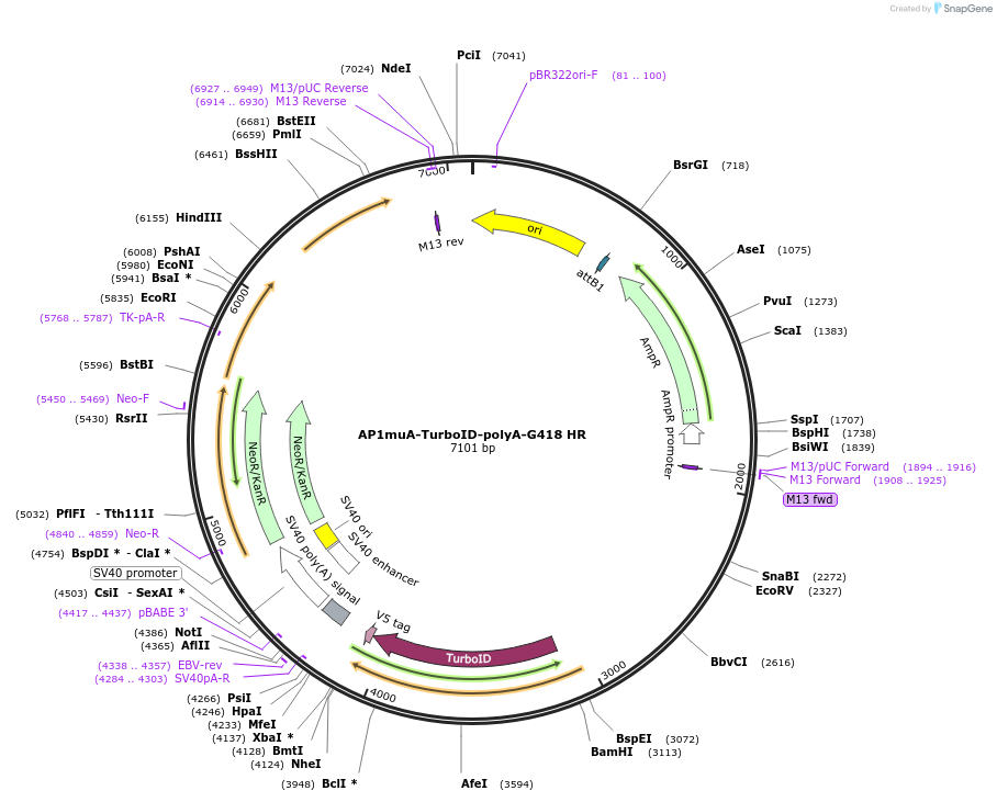 227734-plasmid-map-sequence-id-457074