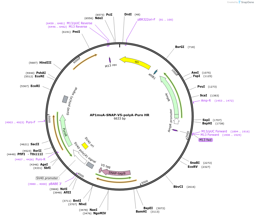 229680-plasmid-map-sequence-id-457075