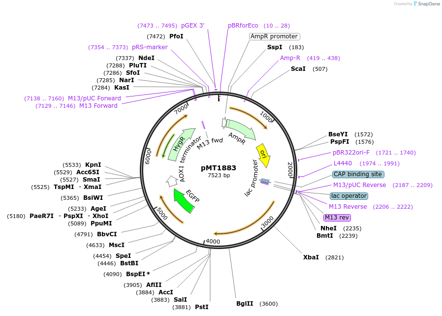 228333-plasmid-map-sequence-id-457077