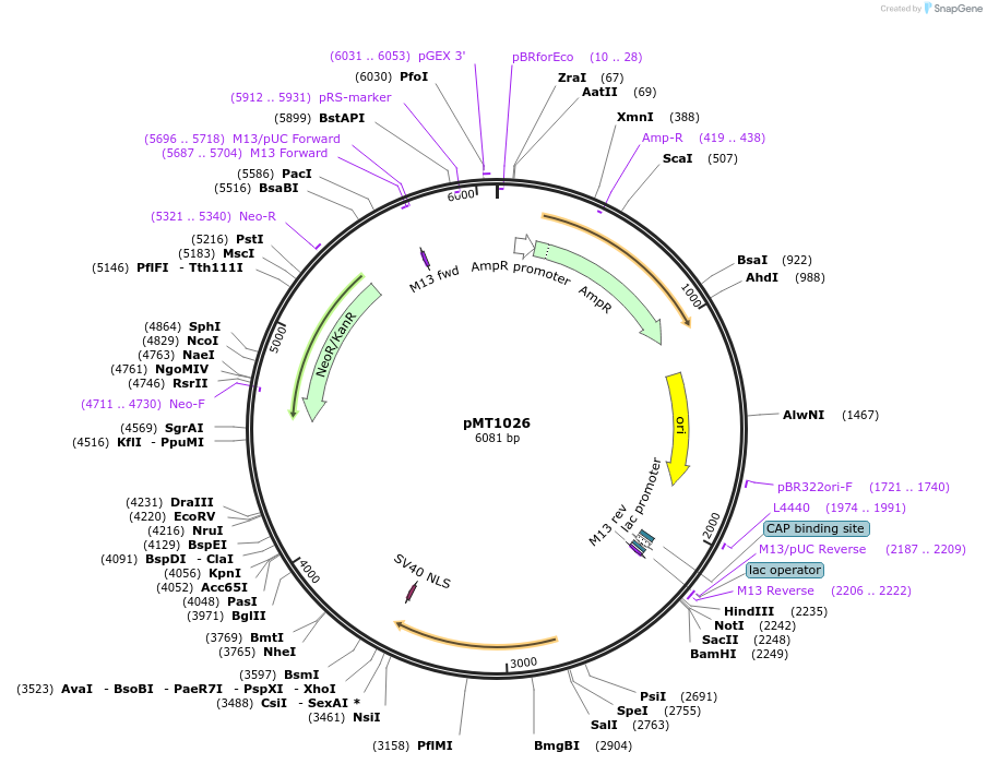 228299-plasmid-map-sequence-id-457081
