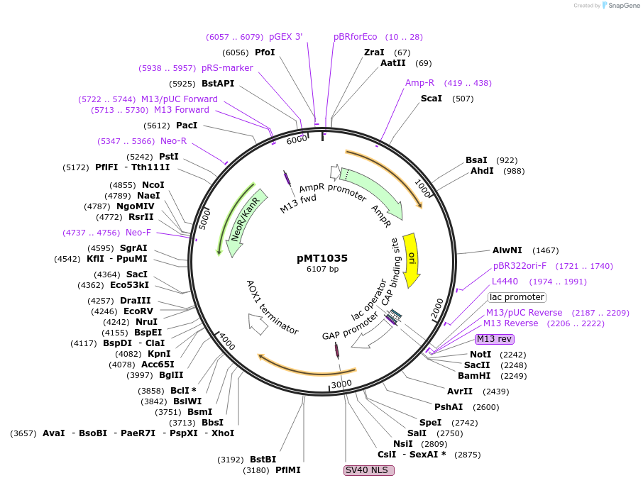 228300-plasmid-map-sequence-id-457086