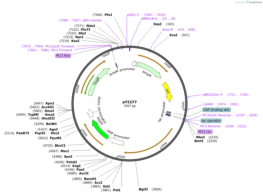 228285-plasmid-map-sequence-id-457090