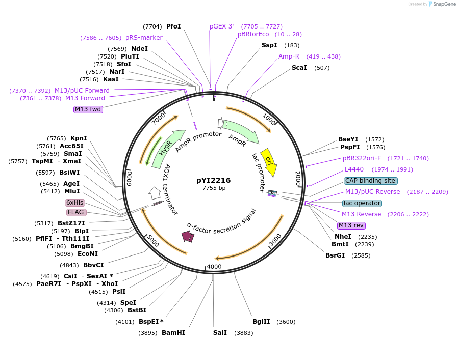 228349-plasmid-map-sequence-id-457093