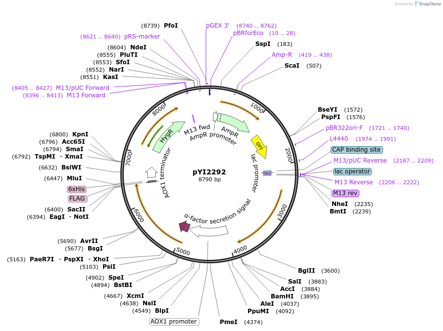 228350-plasmid-map-sequence-id-457095